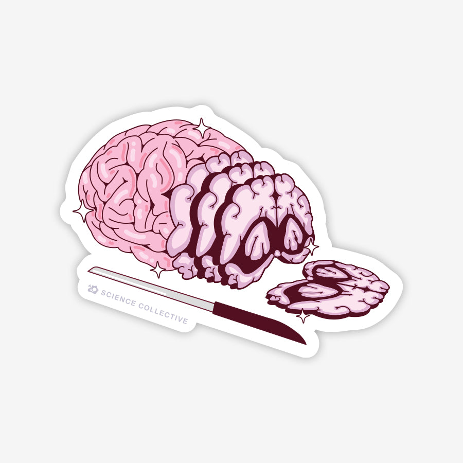 Neuroscience Stickers - Brain Slices| Science Collective