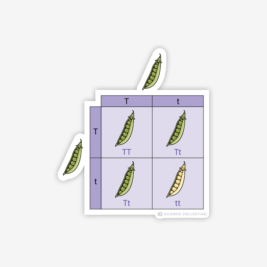 Genetics Stickers - Punnett Square | Science Collective